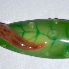 Listening in slug time: Listening slowly with bodies, critters, and the temporalities of the garden