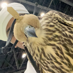 عمرك سمعت بطير