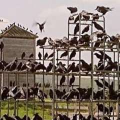 Crows play here