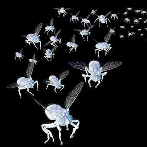 The Doom Of The Swarm