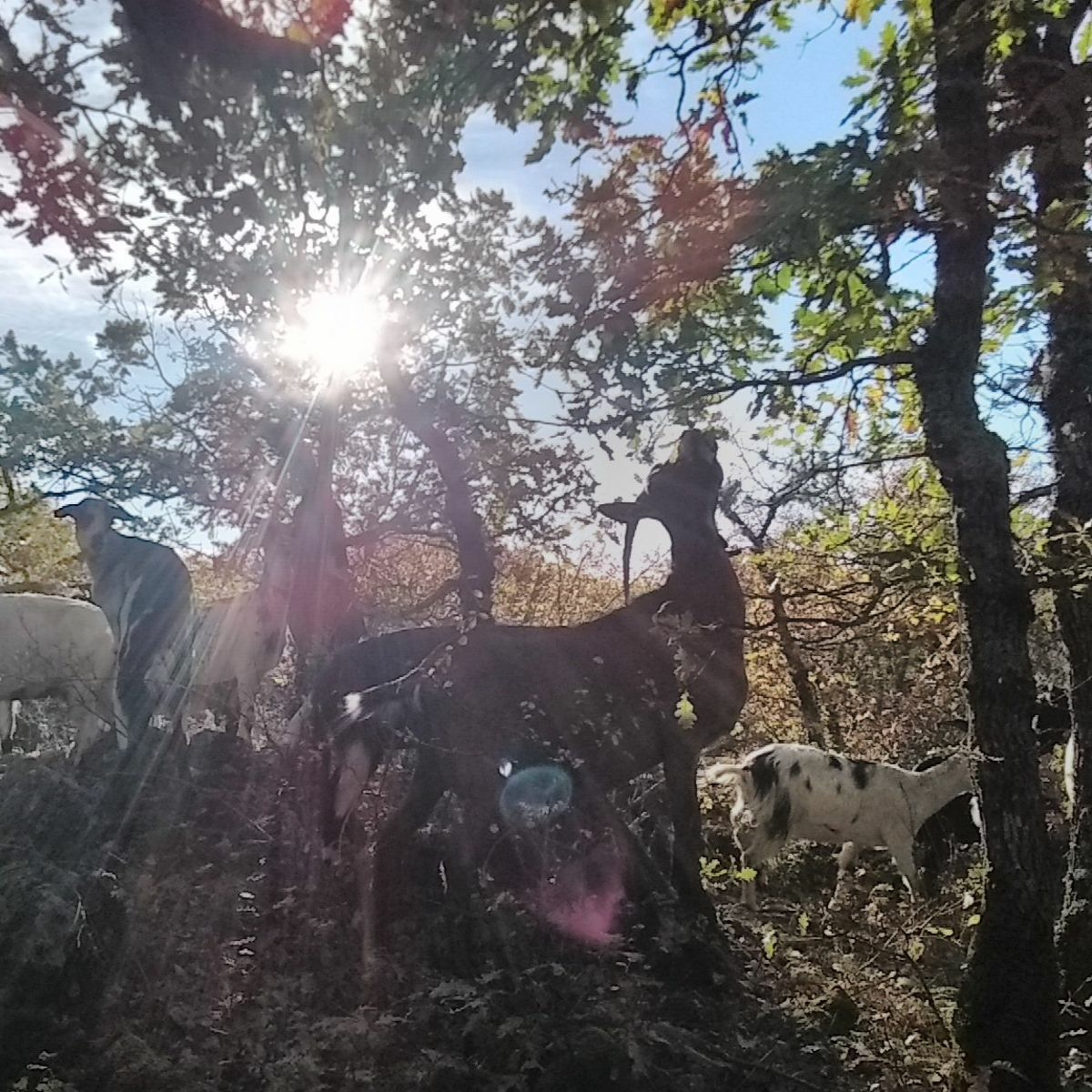 Lure en résistance action Banon