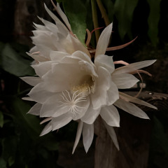 Love in all her splendor