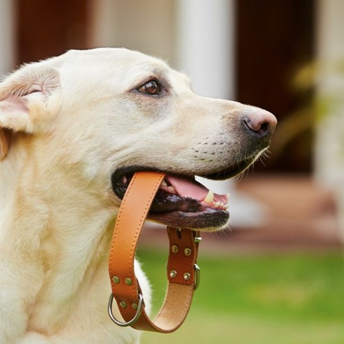 Stream Keep Track Your Dog Activity Using Dog Collar Camera by