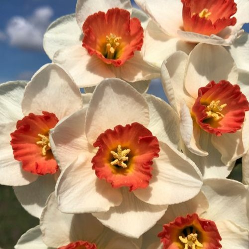 Daffodil [prod. Stoic Beats]