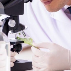 THCPO – ein neues, hochpotentes Cannabinoid