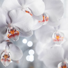 Innocent (Outa Loop Mix)