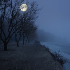 Misty Night Walk