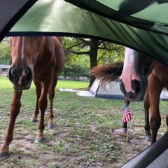 horse in my tent