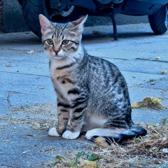 Missing