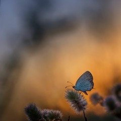 Flutterby