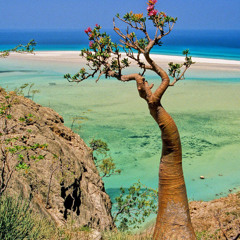 socotra