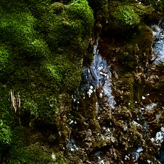 Bright Green Moss Cascading Over Blue Stones