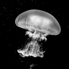 MoonJelly Jams Vol. 24