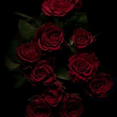 rose (prod. gisabella)