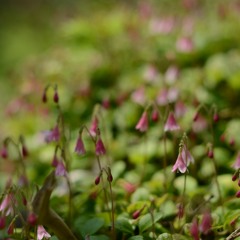 funkier than a mosquito's tweeter (nina simone cover) (demo)