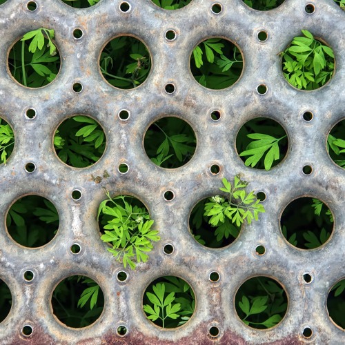 How sustainable taxonomies are going global