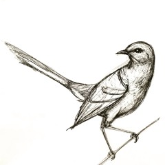 Mockingbird