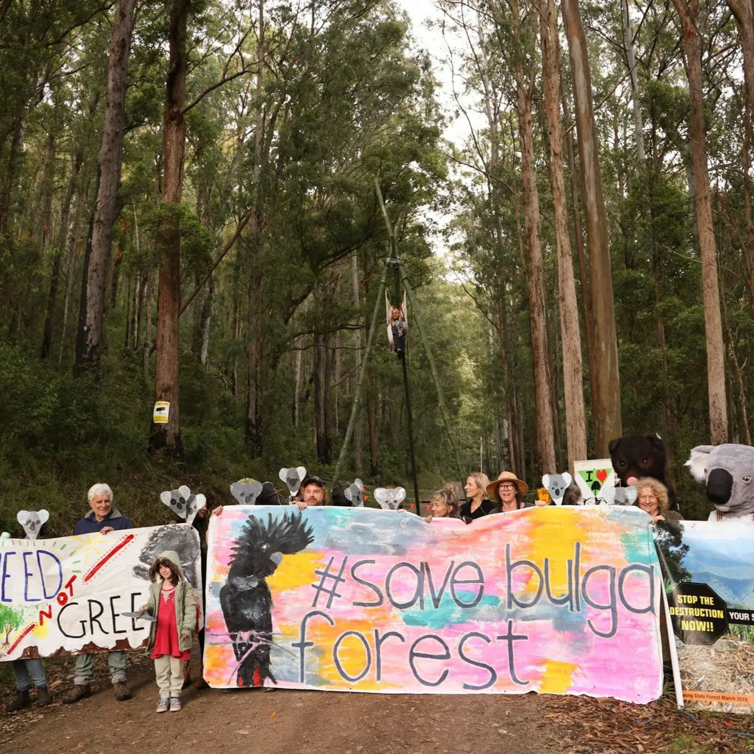 Save Bulga Forest episode artwork