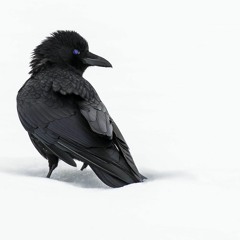 Crow In Snow