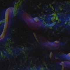 Ouroboros