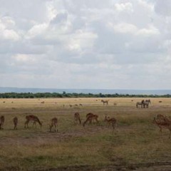 Maasai Mara National Reserve, KENYA