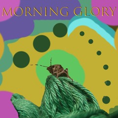 Morning Glory