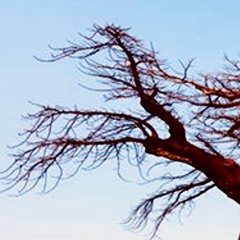Big Branch