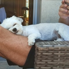 Anima requiescat in manu Dei