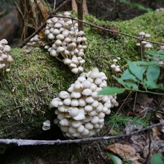 I lost DooWap - demo