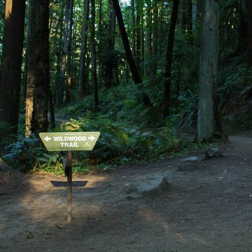 WILDWOOD REVERIE for piano