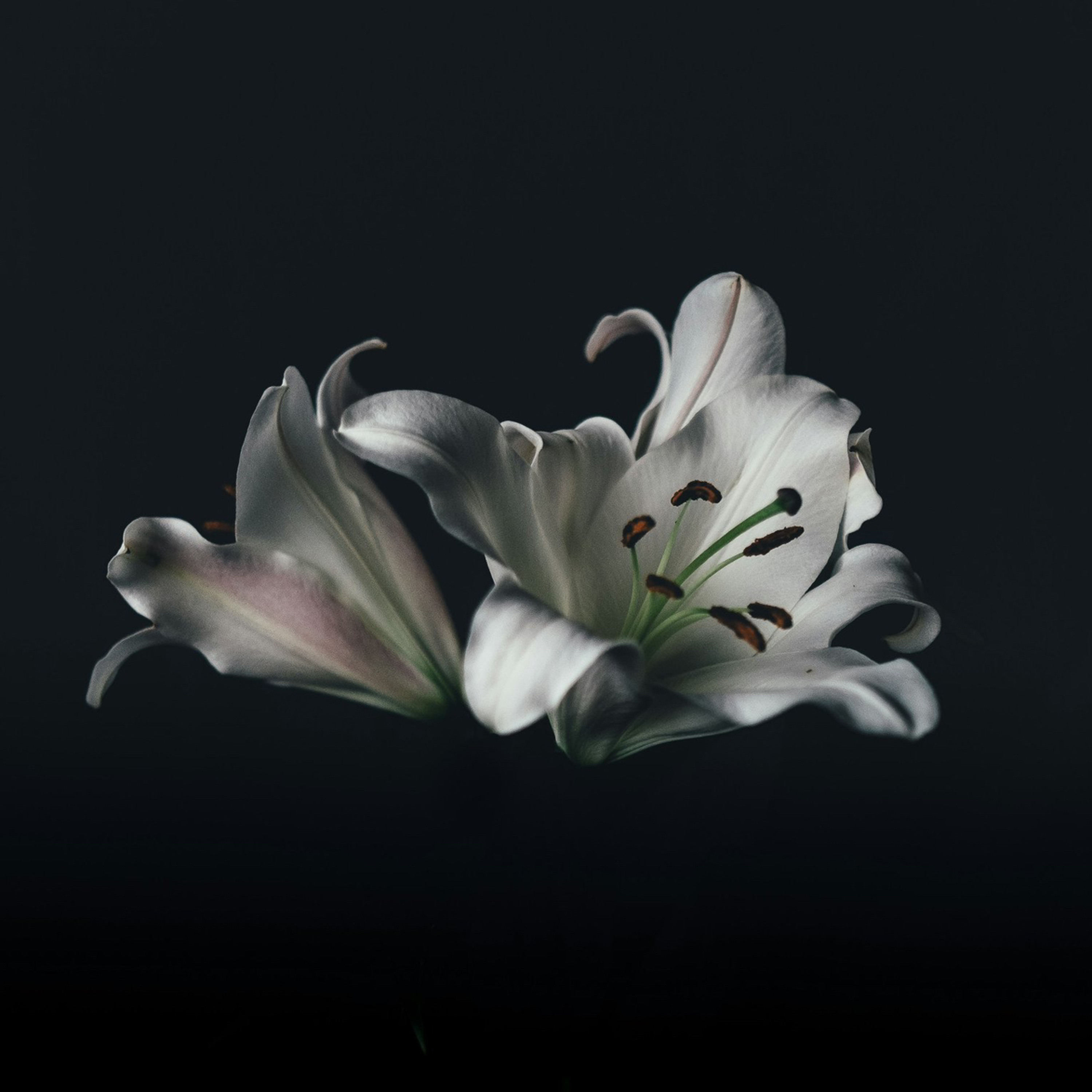 WHILE IT WAS STILL DARK - Homily Easter Sunday - March 31, 2024 episode artwork