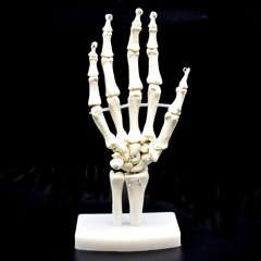 BONES feat. Hannah Noah