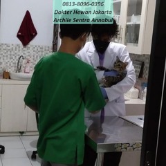 0813-8096-0396 Dokter Hewan Matraman Jakarta Timur