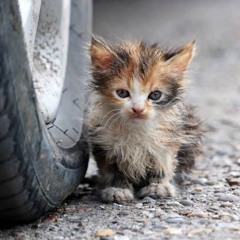 FERAL CAT & TACXIN - DIRTY