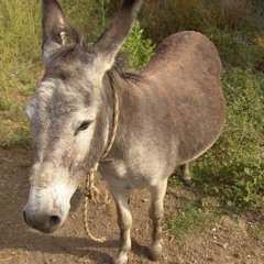 The Wonky Donkey Dance