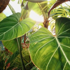 The Soapworts Have Invaded Everything