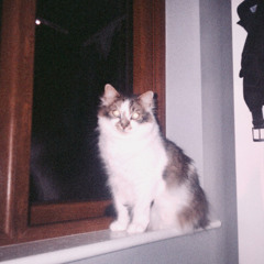 curiosity killed the cat :(