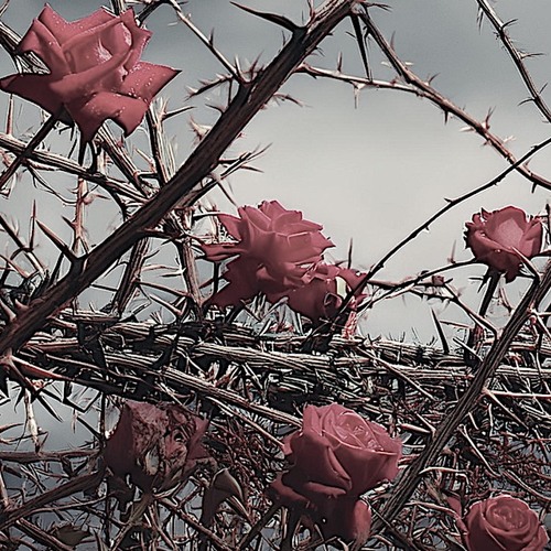 SOFT BALLET cover/TRANCECODE Drifter’s Wail /a TOGE project  [96khz/24bit]