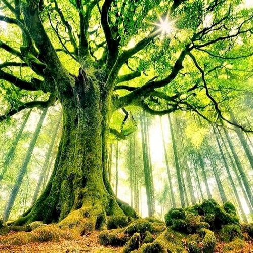 GROW ON TREES...
