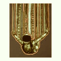 Dumb Jack- Free Fall