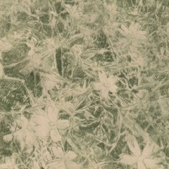 blossom, blossom, blue sky