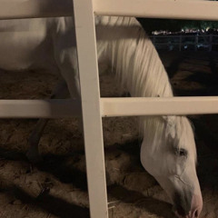 كذاب ماحبني حب يتسلى بي