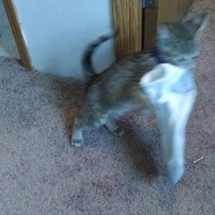 MITTENS, DESTROYER OF WORLDS