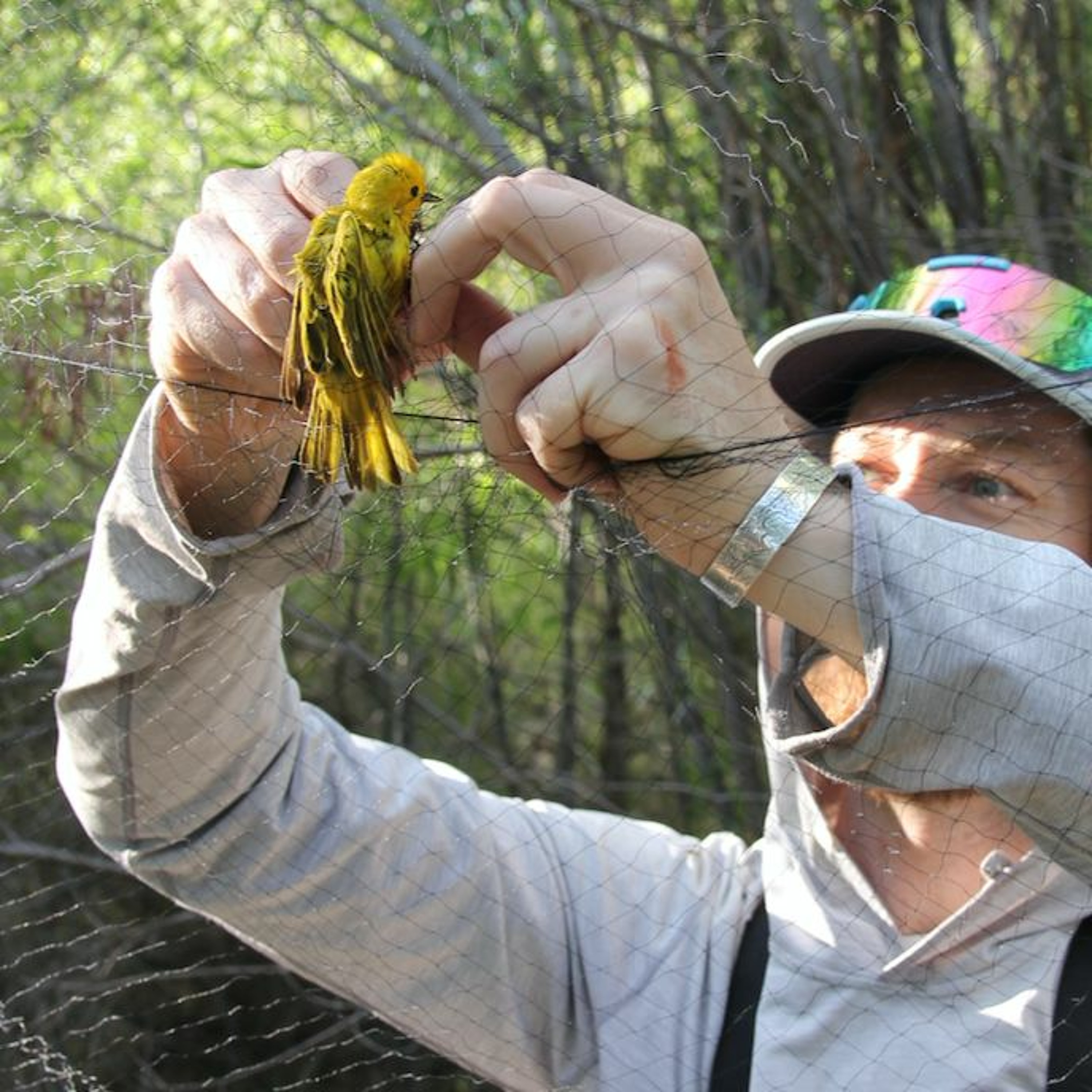 Biologists gauge the health of a rare southwestern bird by the sound of its song episode artwork
