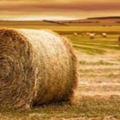 Hay