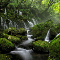 by the forest pool