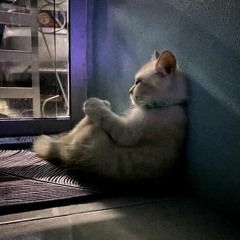 u cant help me (¬_¬") prod. ripcoach