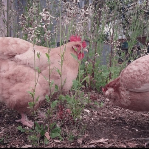 in the woods somewhere - hozier (slowed)