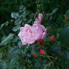 A Flower Remembered - John Rutter, 2014