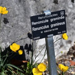 Ranunculus gramineus
